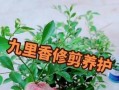 九里香开花修剪技巧（打造美丽花园的秘密武器——九里香开花修剪技巧）