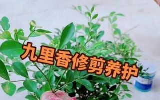 九里香开花修剪技巧（打造美丽花园的秘密武器——九里香开花修剪技巧）