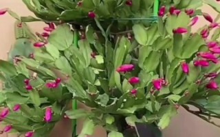 以蟹爪兰怎么嫁接仙人掌（探索蟹爪兰与仙人掌的奇妙结合）