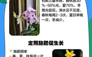 石斛兰的扦插技巧与方法（探索石斛兰扦插的步骤、关键因素和注意事项）