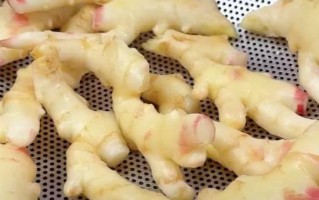 生姜的保存方法及保质期解析（如何正确保存生姜，不让它变质？）