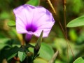 探秘和牵牛花近似的草种（介绍和牵牛花外貌相似的草种及其特点）