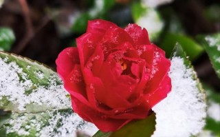 雪花叶子艺术的魅力（用纸笔勾勒出生命之美）