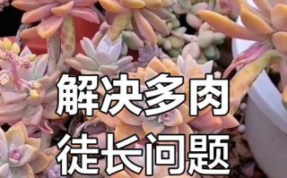 多肉移盆后徒长应对策略（多肉植物移盆后的徒长现象及解决办法）