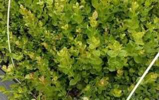 蓝莓繁殖全攻略（注意事项、繁殖方法、“蓝莓”）