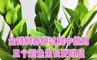如何处理金钱树叶子上的霜？（有效的方法和关键步骤，让您的金钱树焕发生机）