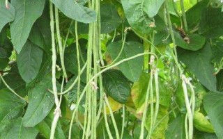 四季豆的种植和管理技术（从种子选择到收获，轻松掌握四季豆种植的技巧）