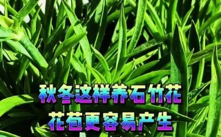 品味石竹花的香醇与雅致（探寻石竹花泡法，开启优雅花香之旅）