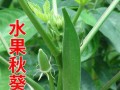 秋葵种植全攻略（几月份种合适？如何选择品种？种植注意事项等）