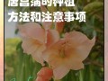 唐菖蒲倒伏后的抢救与保护措施（应对唐菖蒲倒伏的有效措施与技巧）