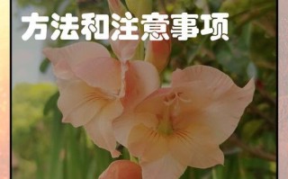 唐菖蒲倒伏后的抢救与保护措施（应对唐菖蒲倒伏的有效措施与技巧）