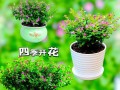 冷天怎么养满天星？（让你的满天星在寒冷的冬季中绽放光彩）