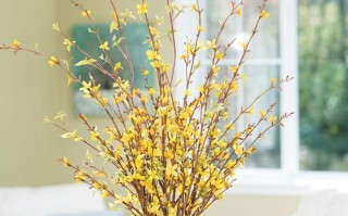 女生宿舍的花卉装饰（打造温馨养眼的花园小屋）