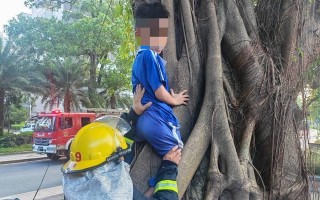 白皮榕树生气根的特点及养护方法（了解白皮榕树生气根的奇特魅力，打造独特的盆景艺术）