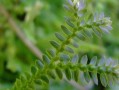 卷柏不是蕨类植物（揭秘卷柏的真正身份）