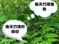 南天竹叶子的用途及焉啦方法（探索南天竹叶子的独特价值，了解它的焉啦方法）