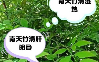 南天竹叶子的用途及焉啦方法（探索南天竹叶子的独特价值，了解它的焉啦方法）