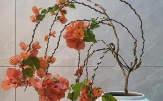 如何养护三角梅，让其开花茂盛（掌握关键要点，让三角梅绽放绚丽花海）