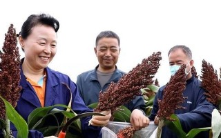 高粱播种的最佳时间（如何选择最合适的播种时间）