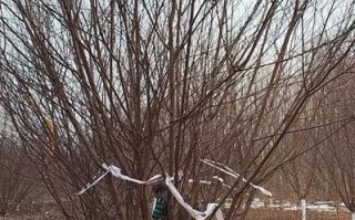 碧桃树结果实用价值的探究（探讨碧桃树果实的食用、保健及经济价值）