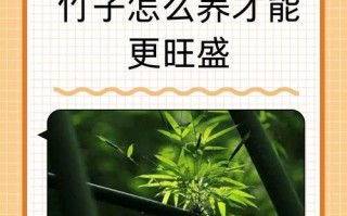 家里不能养竹子的原因（深入探究竹子生长的特点和家居环境的关系）