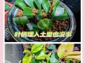 茶花移植的技巧与方法（打造美丽花园的必备技能）