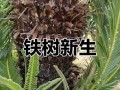 铁树叶子掉落的原因及影响（揭秘铁树叶子掉落的谜团，探究其生态影响力）