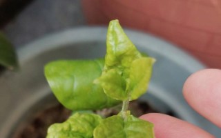 秋天茉莉掉叶子了怎么办？（保护秋天茉莉，让她绽放更美）