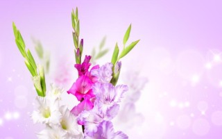 唐菖蒲花语-揭秘不同颜色代表的含义（探寻唐菖蒲的神秘之美，了解不同颜色的花语）