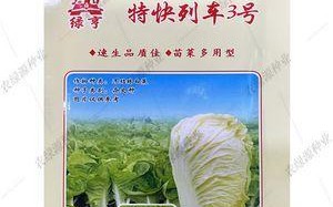 小白菜病害防治方法（打什么药好？如何预防？）