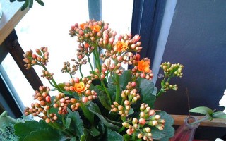 长寿花怎么浇水？（让你成为长寿花种植的高手！）