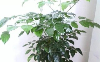 富贵树开花了吗？花的形态是怎样的？（探究富贵树的开花现象，解析花朵的特点）