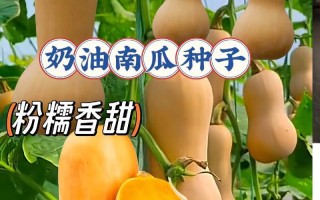 南瓜是植物的什么器官？（探究南瓜的植物学特性）