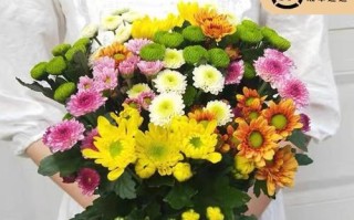 家养小雏菊的风水好处（揭秘小雏菊的神奇之处，让你家的风水更佳）