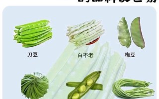 刀豆种子的食用方法（种子营养丰富、多样化的食用方式，更健康）