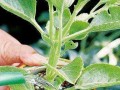 茶叶水是否适合浇花？（探究茶叶水对植物的影响）