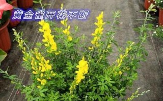 黄金雀的花期及开花次数