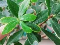 瑞香叶子发黄的原因及处理方法（瑞香植株叶子发黄可能是由于养护不当引起的）