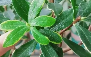 瑞香叶子发黄的原因及处理方法（瑞香植株叶子发黄可能是由于养护不当引起的）