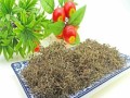 奶奶草的外观与特征（草本植物的优美与风情）