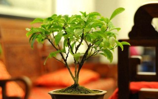 墨兰与啤酒（探究墨兰可以浇啤酒的原因及注意事项）