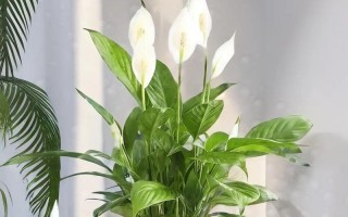 白掌——一种独具特色的植物（探秘白掌的外貌与特征）