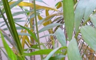 凤尾竹分株的最佳时间（如何正确分株凤尾竹？）