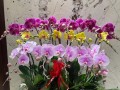 蝴蝶兰（适合在室内养的美丽兰花）