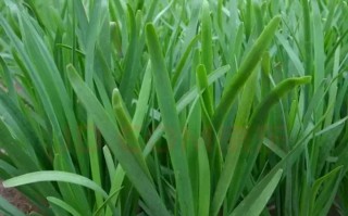 百合科葱属花卉——颜值高，养护易，你不可错过的盆栽花