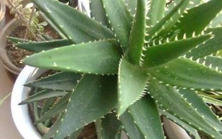 盆栽芦荟的养殖方法（注意事项及生长环境）
