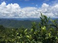 普洱茶生长环境条件及特点（探究普洱茶树的适生环境和独特品质）