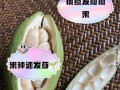 如何让发财树结果子？（掌握这些养护技巧，让你的发财树结果丰硕！）