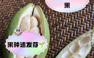 如何让发财树结果子？（掌握这些养护技巧，让你的发财树结果丰硕！）