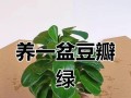 以豆瓣绿水培怎么生根（绿水培豆瓣种植指南）